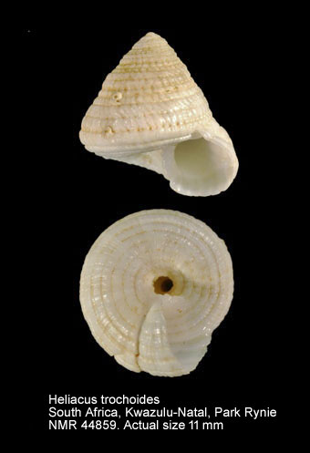 Heliacus trochoides.jpg - Heliacus trochoides(Deshayes,1830)
